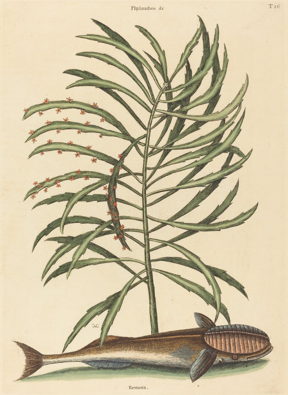 Ryba ssąca (Echeneis naucratis) autorstwa Mark Catesby