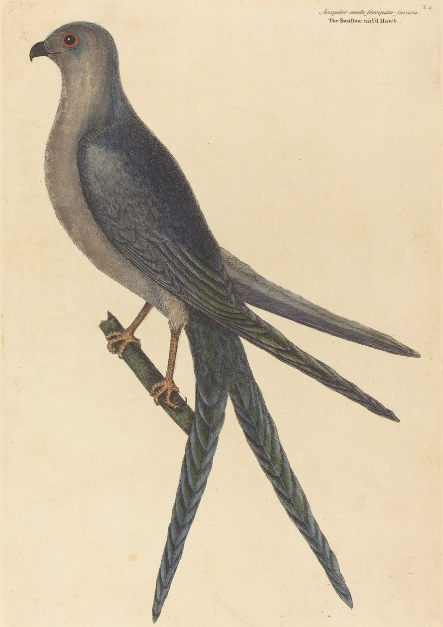 Jaskółczy ogon Falco furcatus, opublikowany w 1754 r. autorstwa Mark Catesby