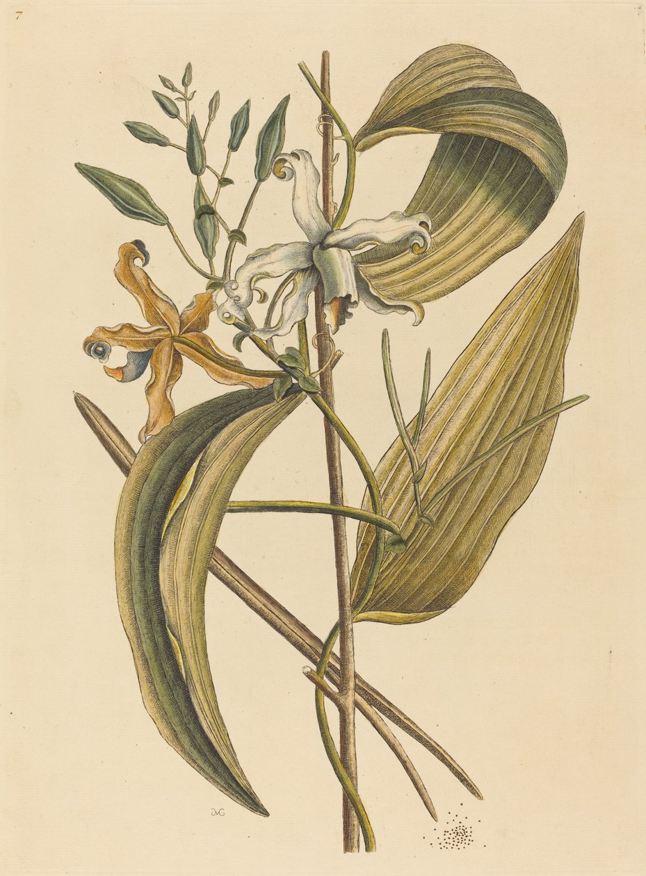 Wanilia (Wieczna Wanilia) autorstwa Mark Catesby