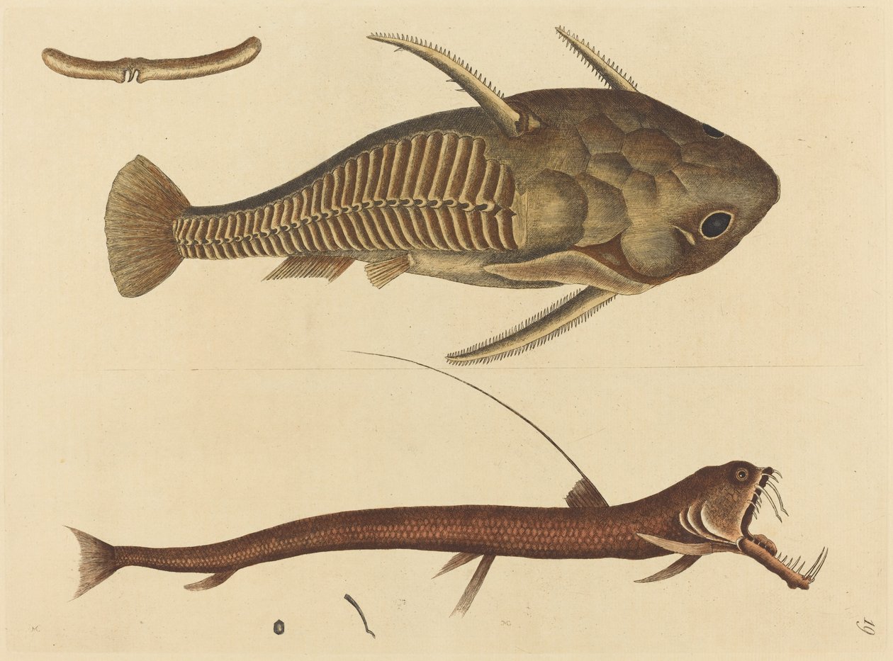Viper-mouth Silurus cataphractus, opublikowany w latach 1731-1743. autorstwa Mark Catesby