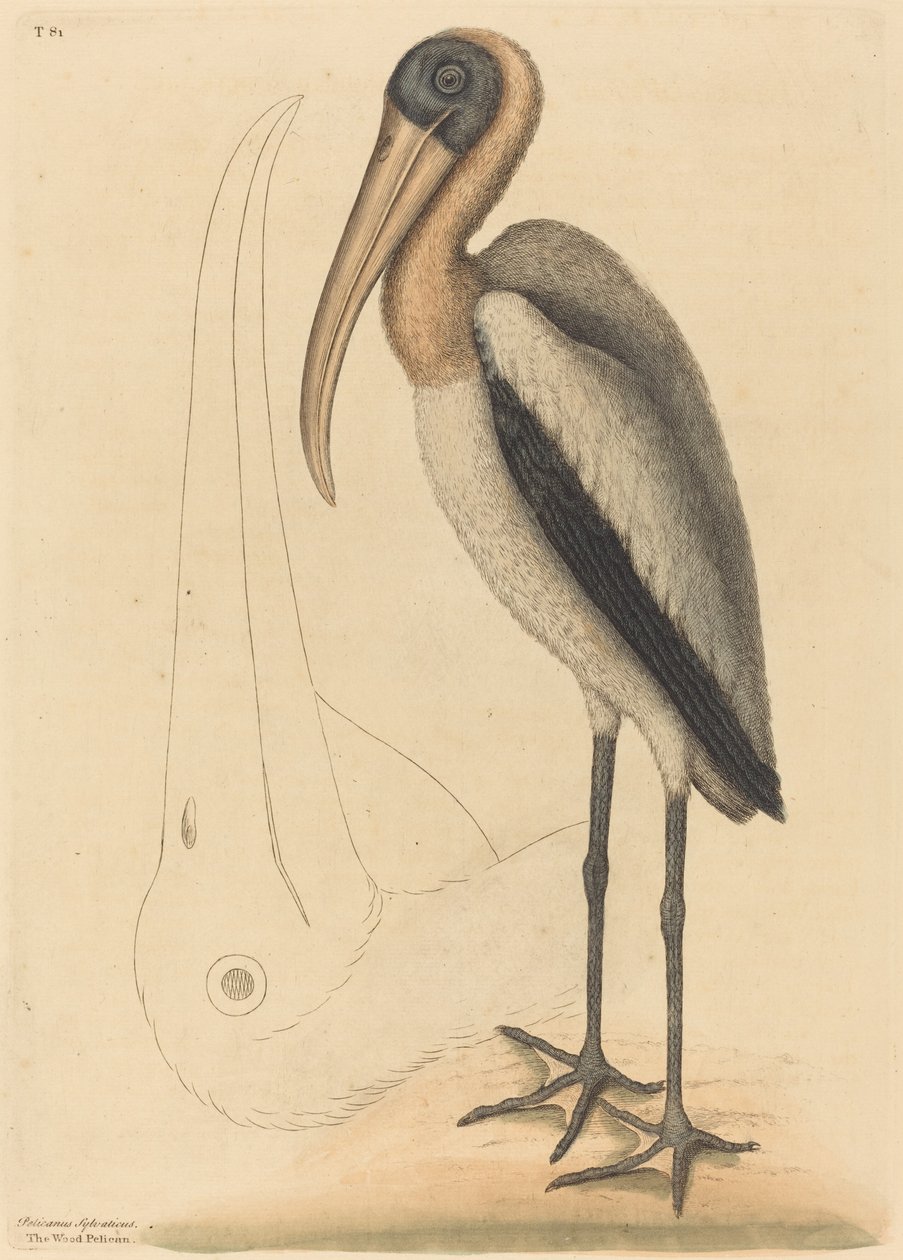 Lokulator Tantalus Wood Pelican, opublikowany w latach 1731-1743. autorstwa Mark Catesby
