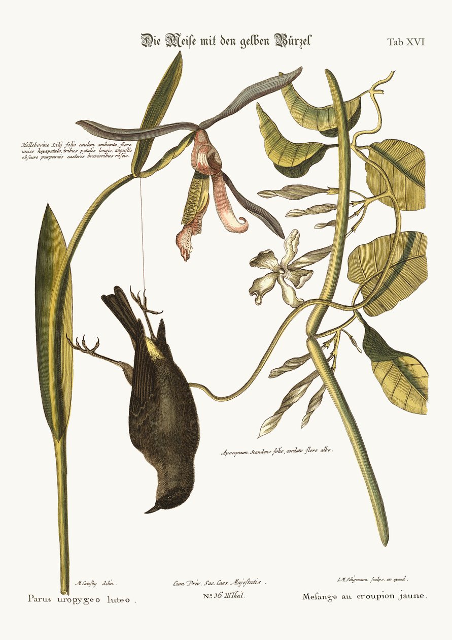 Żółty Zad, 1749-73 autorstwa Mark Catesby