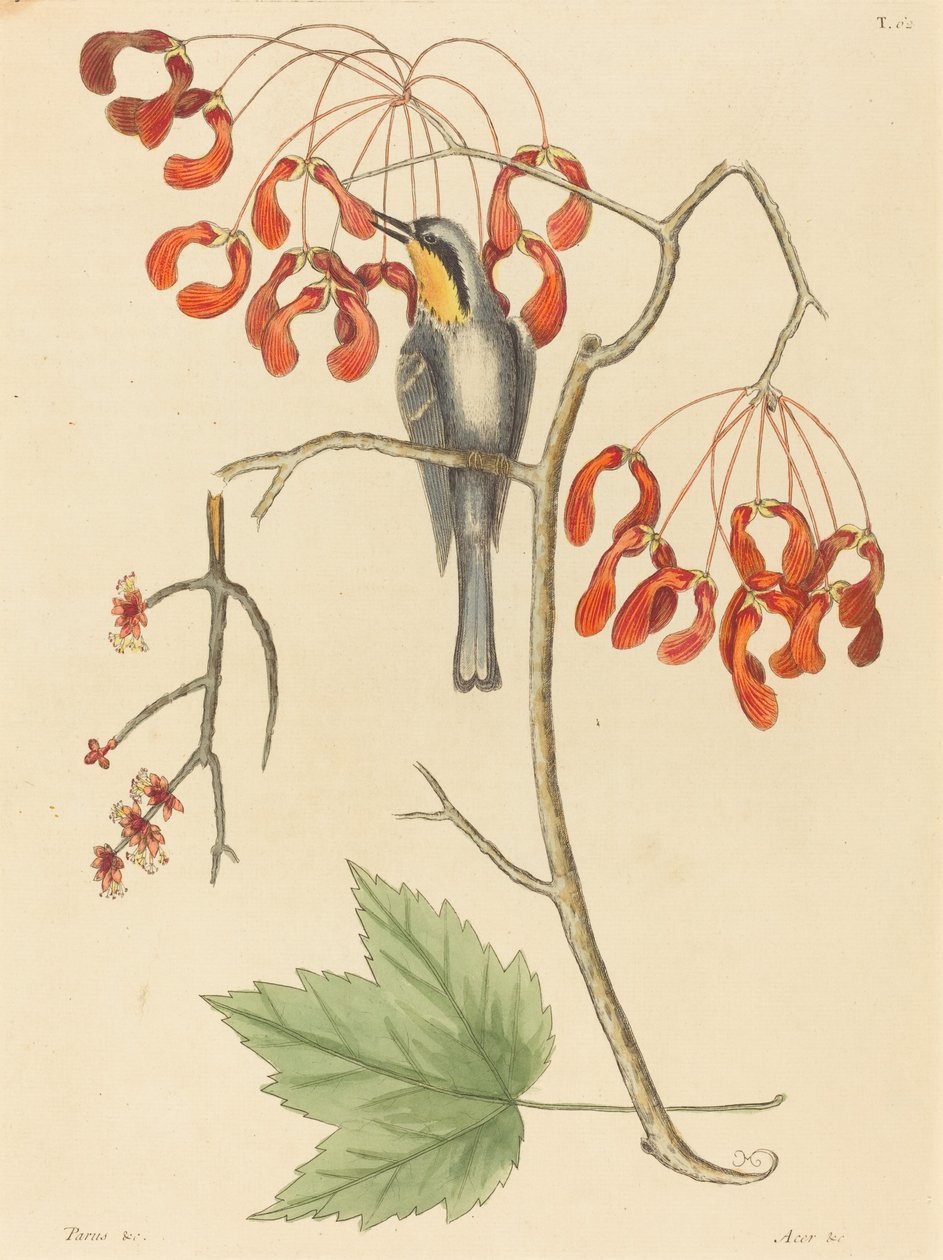 Pnącze żółtogardło, opublikowane w 1754 r. autorstwa Mark Catesby