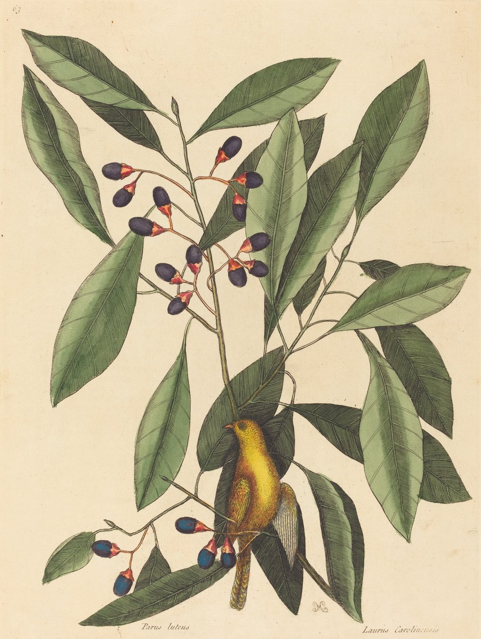 Żółta sikora Motacilla trochilus, opublikowana w 1754 r. autorstwa Mark Catesby