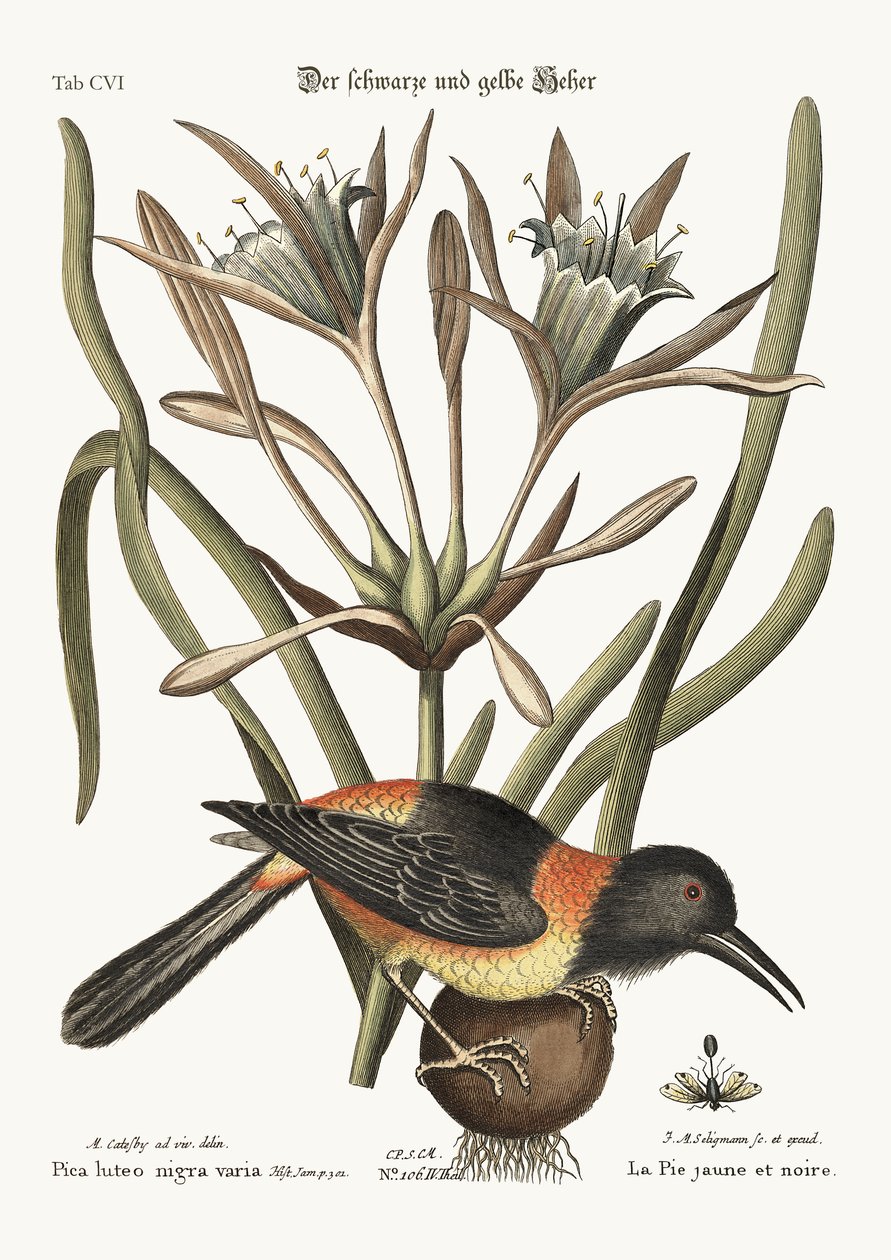 Żółto-czarne pye, 1749-73 autorstwa Mark Catesby