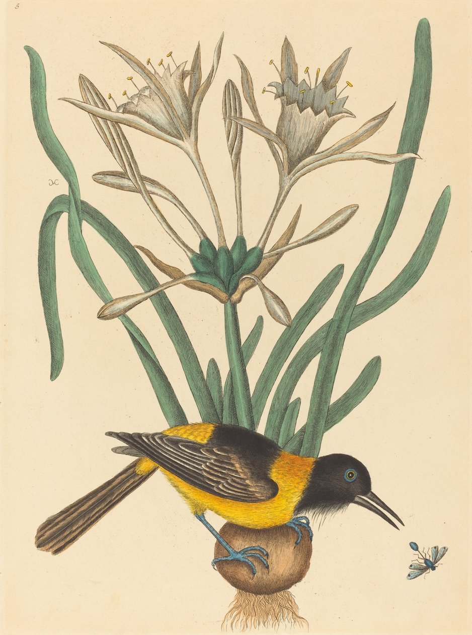 The Yellow and Black Pye Oriolus Icterus, opublikowana w latach 1731-1743. autorstwa Mark Catesby