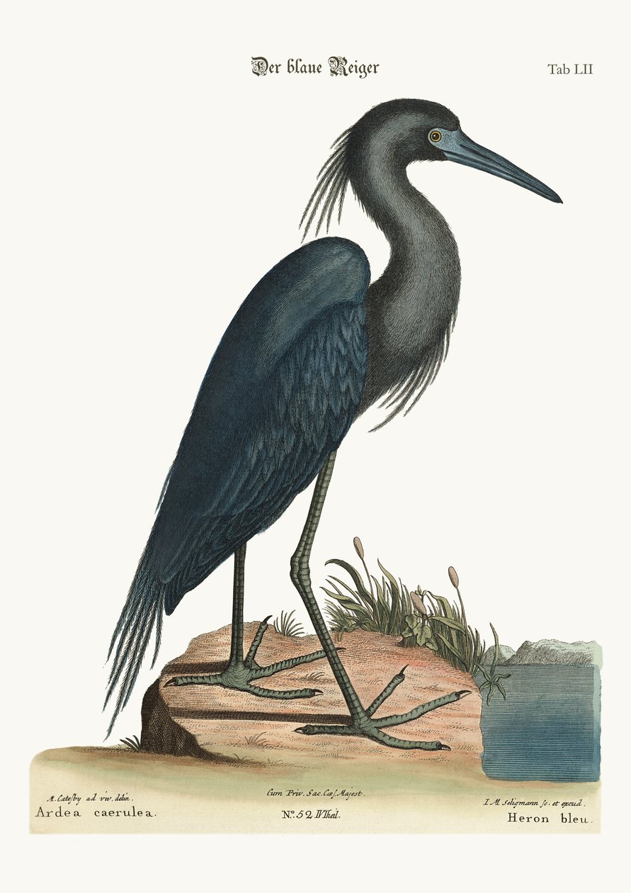 Czapla niebieska, 1749-73 autorstwa Mark Catesby
