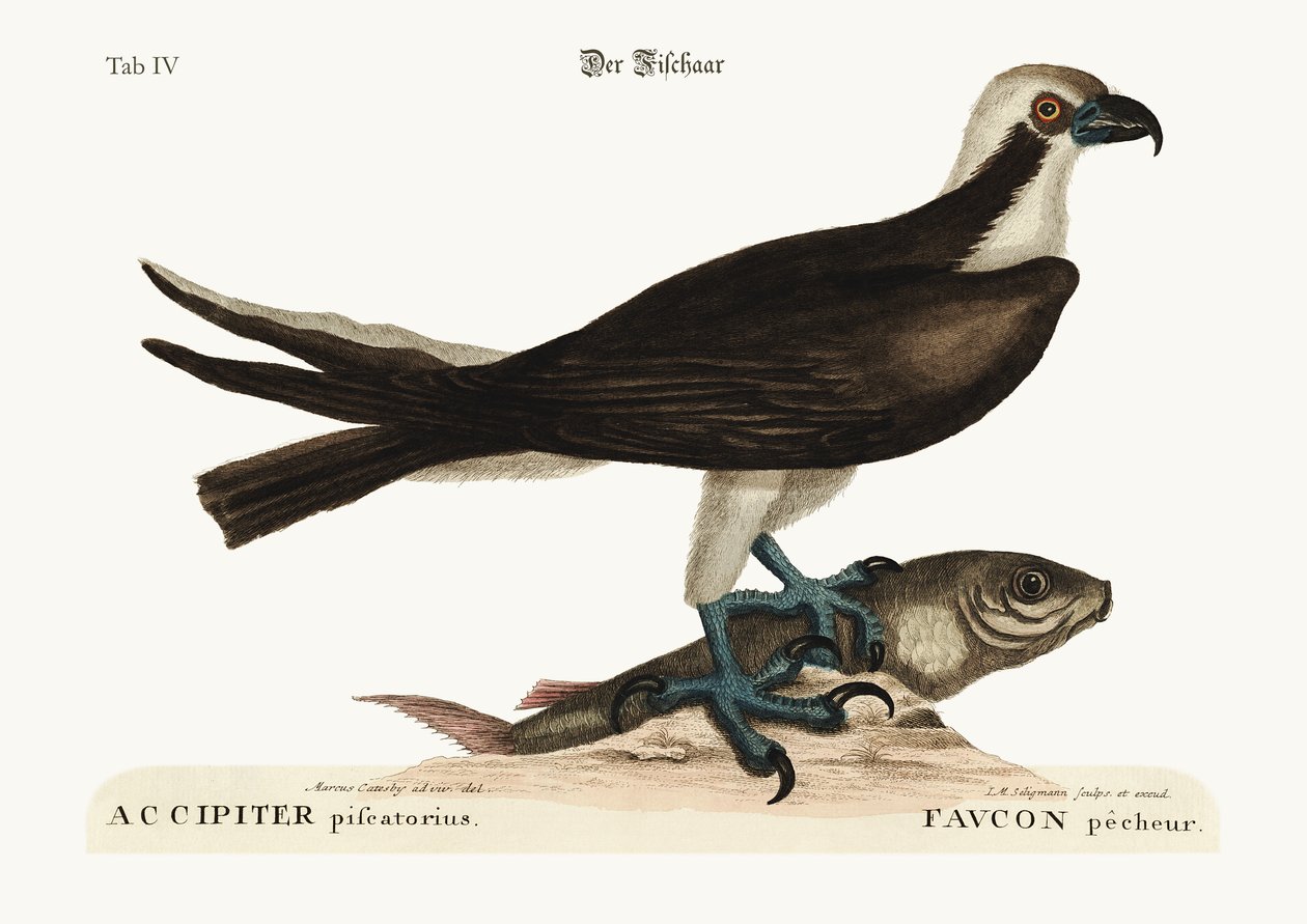 Jastrząb rybacki, 1749-73 autorstwa Mark Catesby