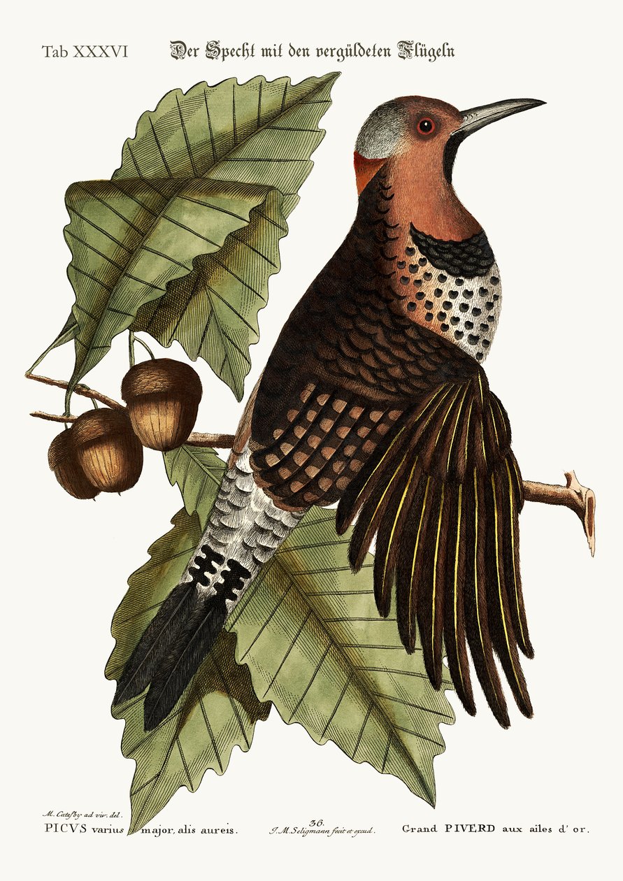 Dzięcioł złotoskrzydły, 1749-73 autorstwa Mark Catesby