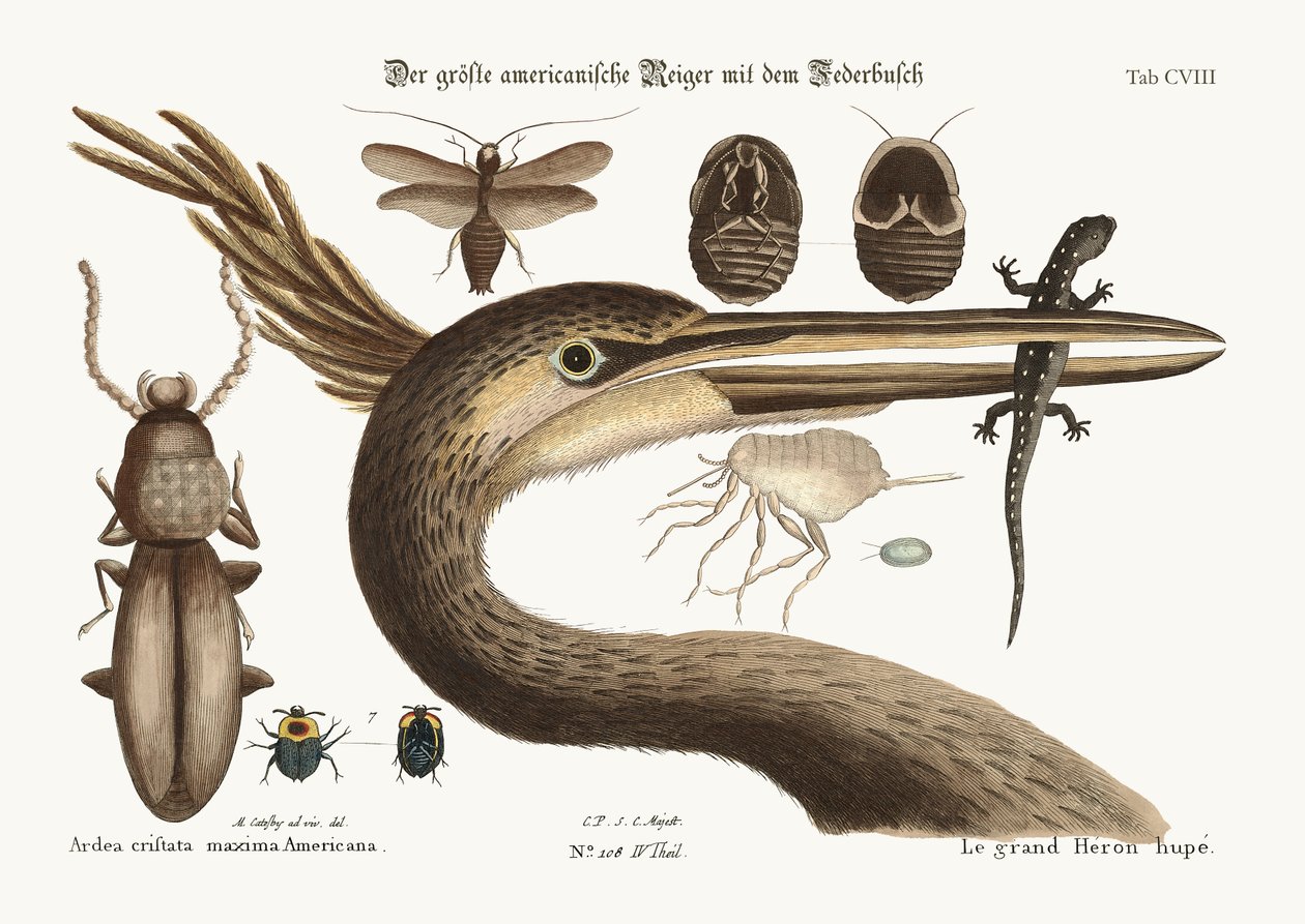 Największa czubata czapla, 1749-73 autorstwa Mark Catesby