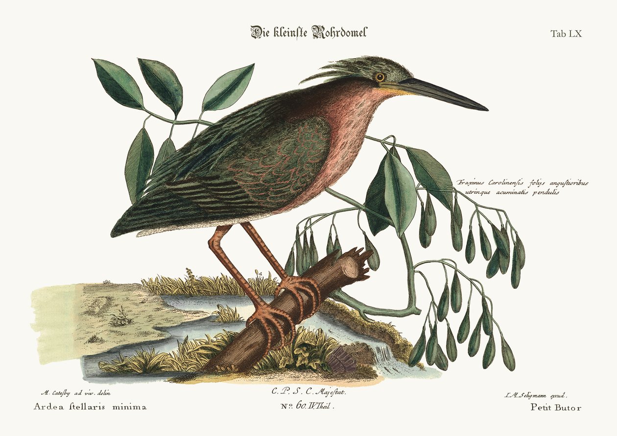 Mały Bączek, 1749-73 autorstwa Mark Catesby