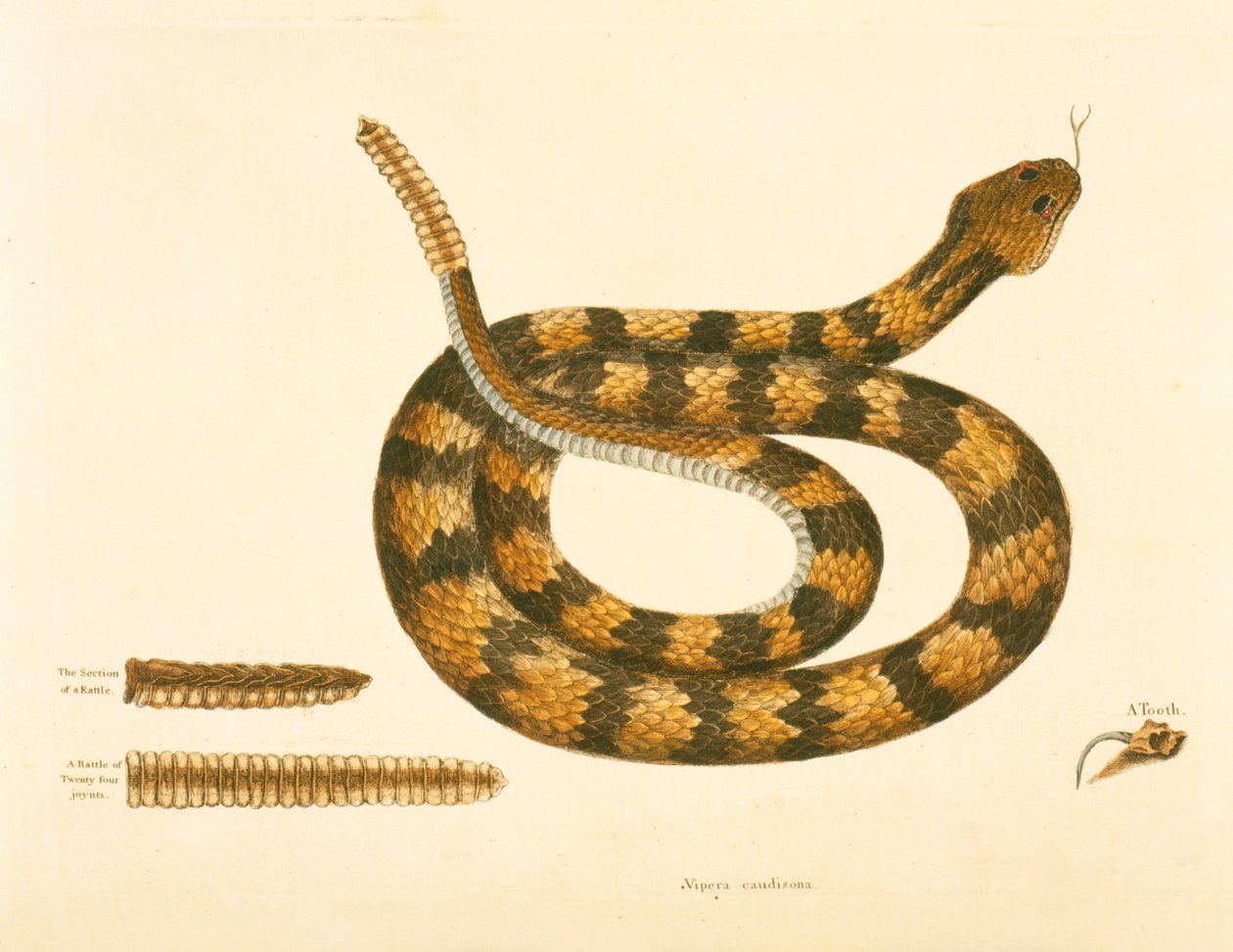Viper Caudison Snake, Grzechotnik, płyta 41, obj. 1, z „Historii naturalnej Karoliny, Florydy i Bahamów” autorstwa Mark Catesby
