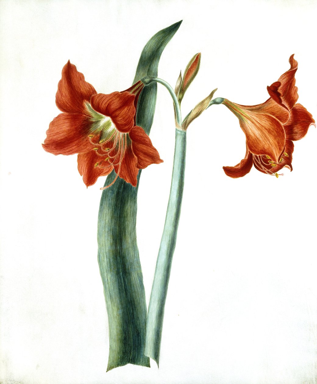 Amarylis, ok.1790 autorstwa Martha Tuthill