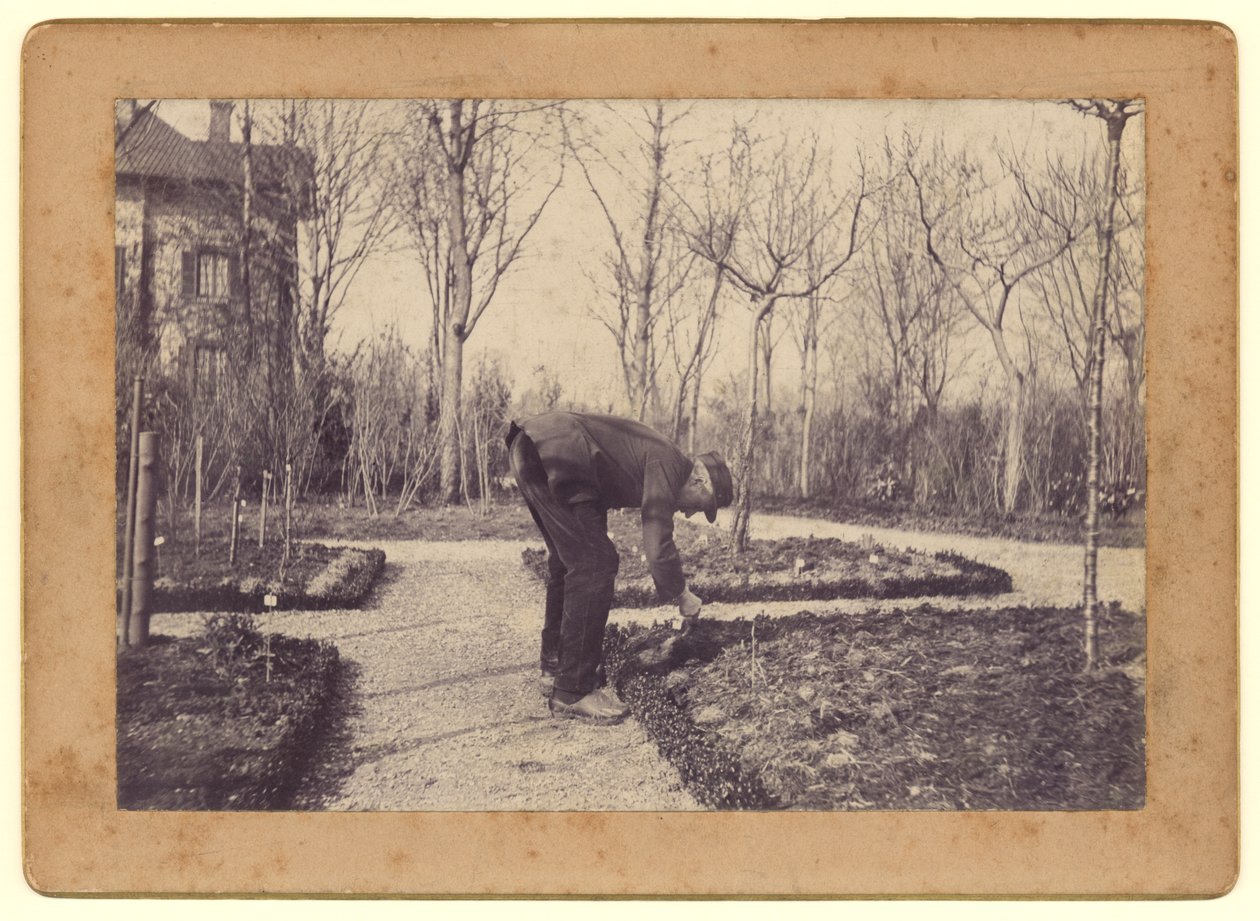 Gustave Caillebotte (1848-94) ogrodnictwo w Petit Gennevilliers, luty 1892 (bw photo) autorstwa Martial Caillebotte