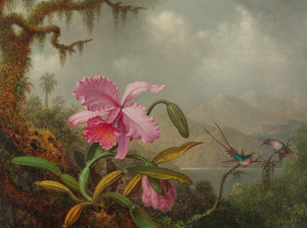 Storczyki i Kolibry autorstwa Martin Johnson Heade