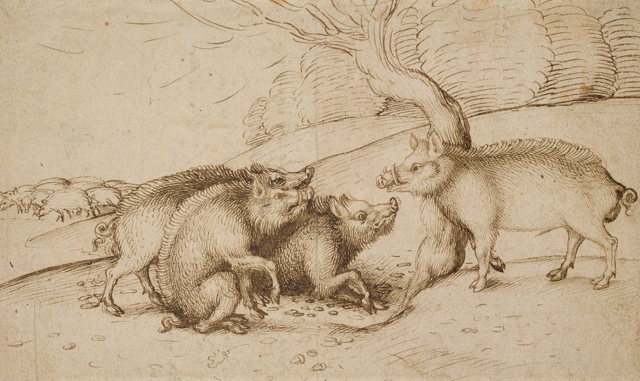 Šernų šeima (rašiklis ir rašalas ant balto popieriaus)poli autorstwa Martin Schongauer