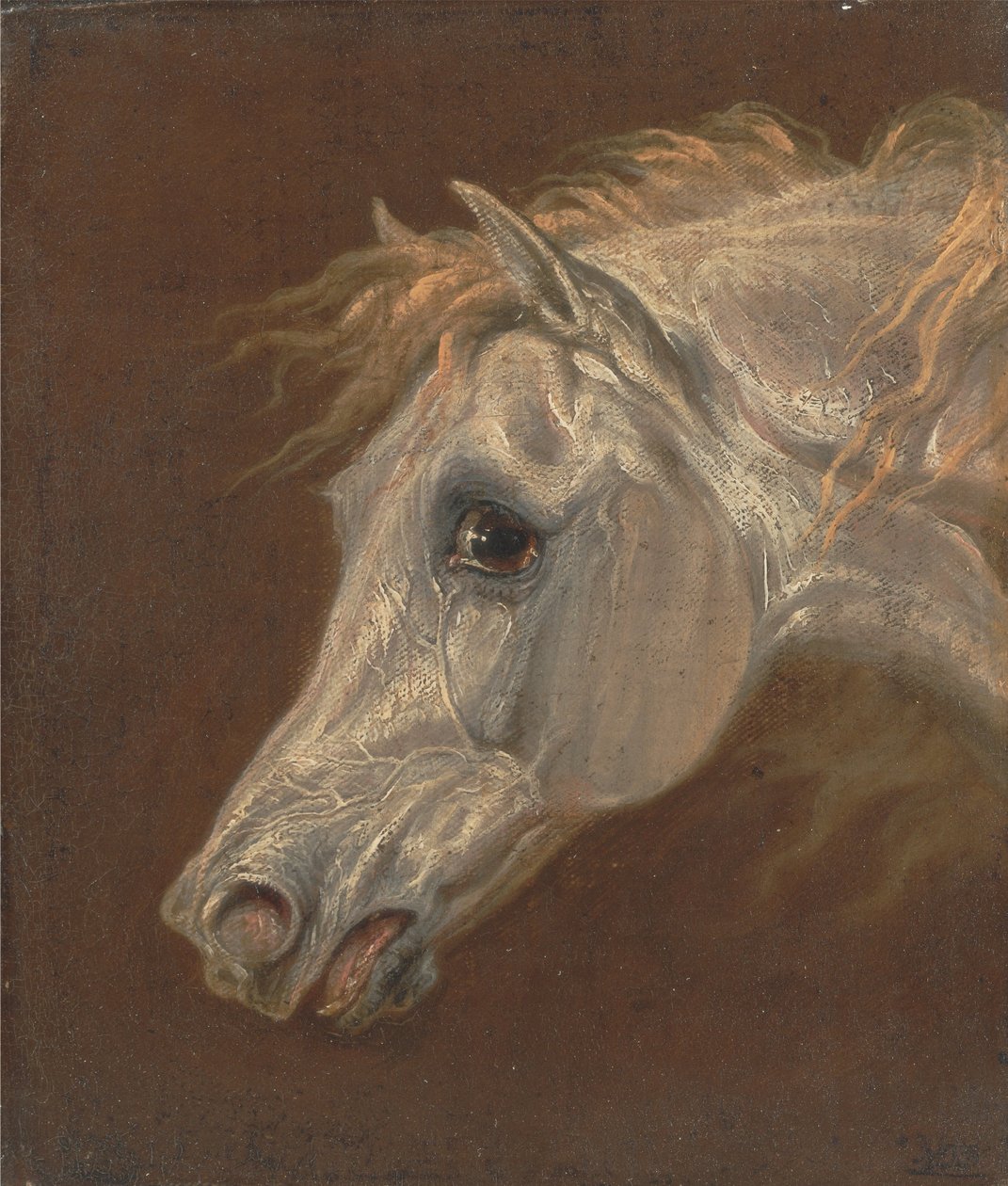 Głowa siwego konia arabskiego autorstwa Martin Theodore Ward