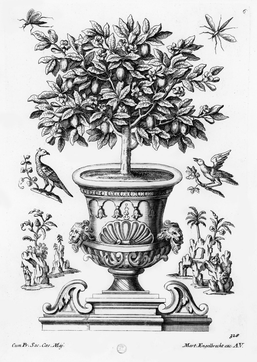 Drzewa cytrusowe, ok.1735 autorstwa Martin Engelbrecht