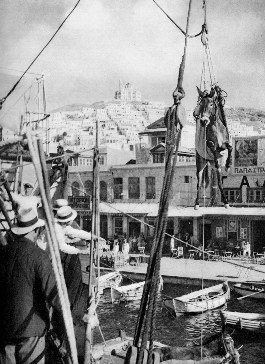 Wysyłka mułów, wyspa Syros, Grecja, 1937. autorstwa Martin Hurlimann