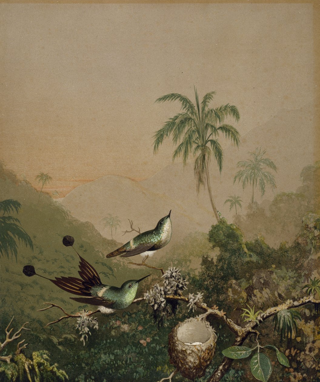 Kolibry brazylijskie II, ok. 1864-1865 (chromolitografia z ręcznie nakładaną farbą olejną na papierze) autorstwa Martin Johnson Heade