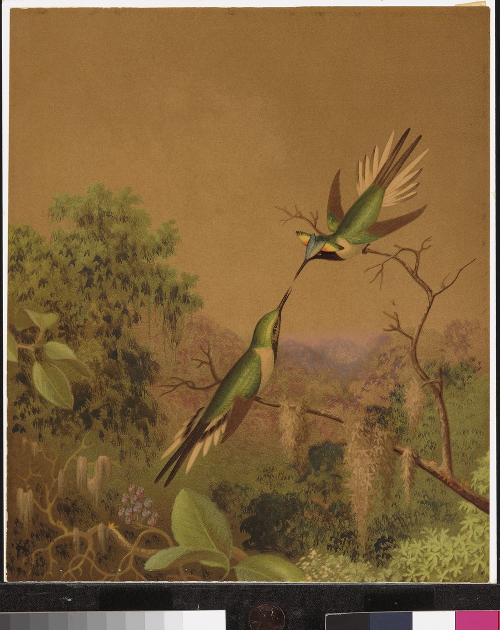 Kolibry brazylijskie IV autorstwa Martin Johnson Heade
