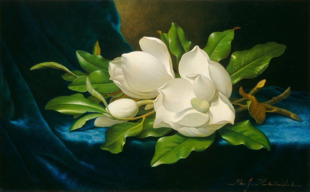 Gigantyczne magnolie na niebieskim aksamicie autorstwa Martin Johnson Heade