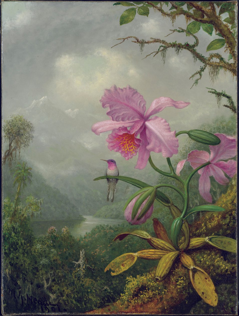 Koliber siedzący na storczykowej roślinie, 1901 autorstwa Martin Johnson Heade