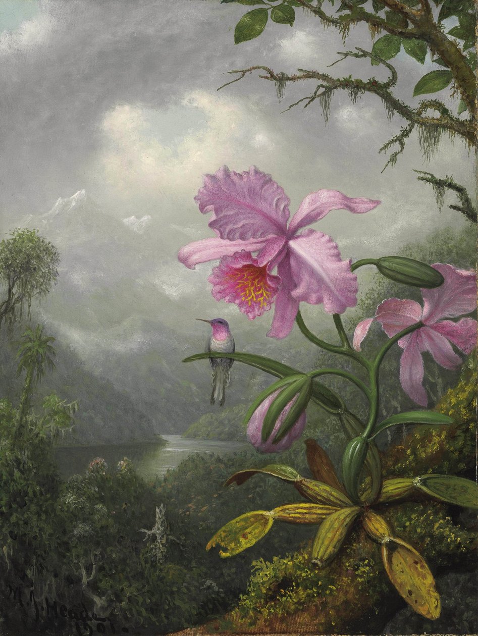 Koliber siedzący na orchidei autorstwa Martin Johnson Heade