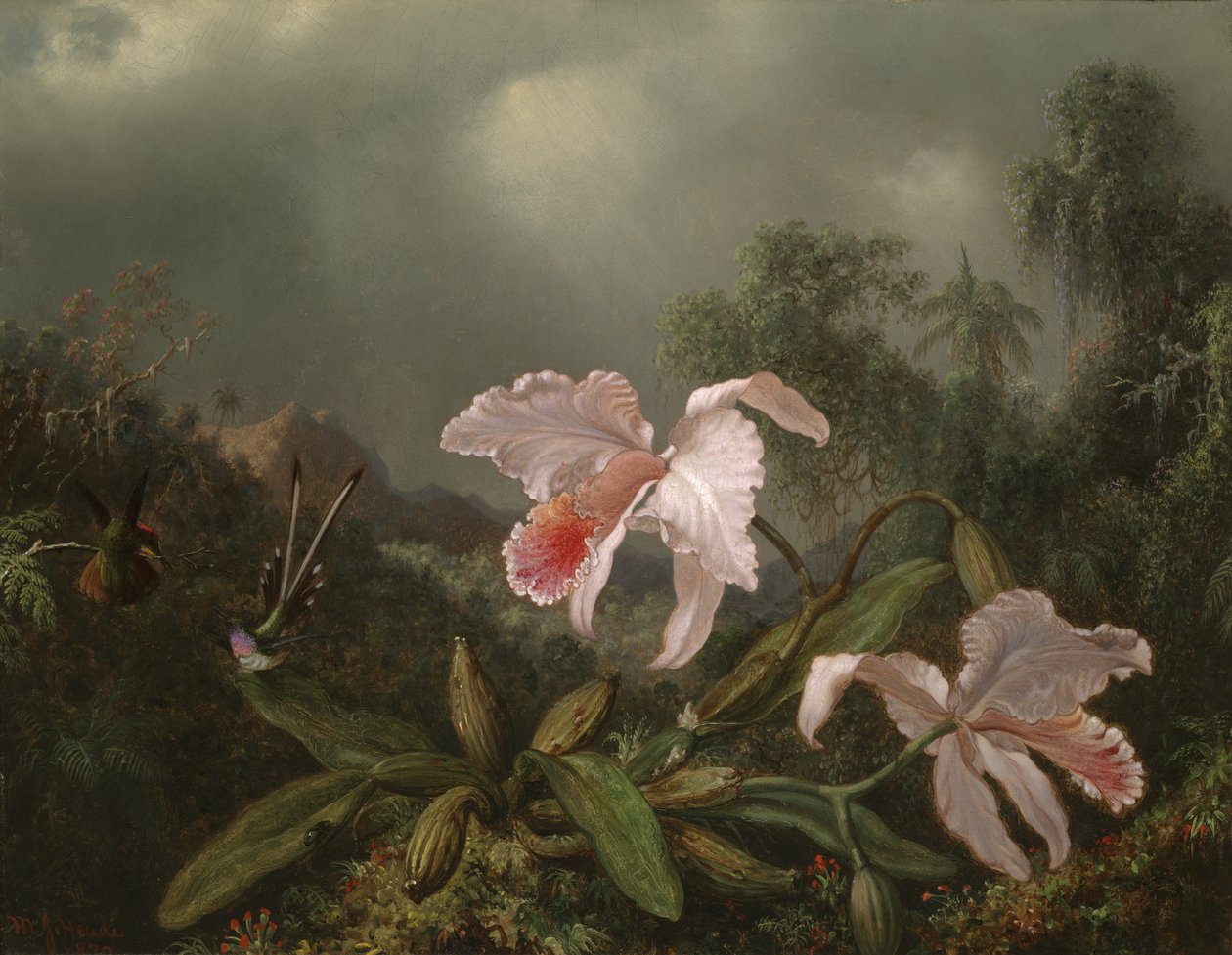 Storczyki i kolibry z dżungli, 1872 autorstwa Martin Johnson Heade