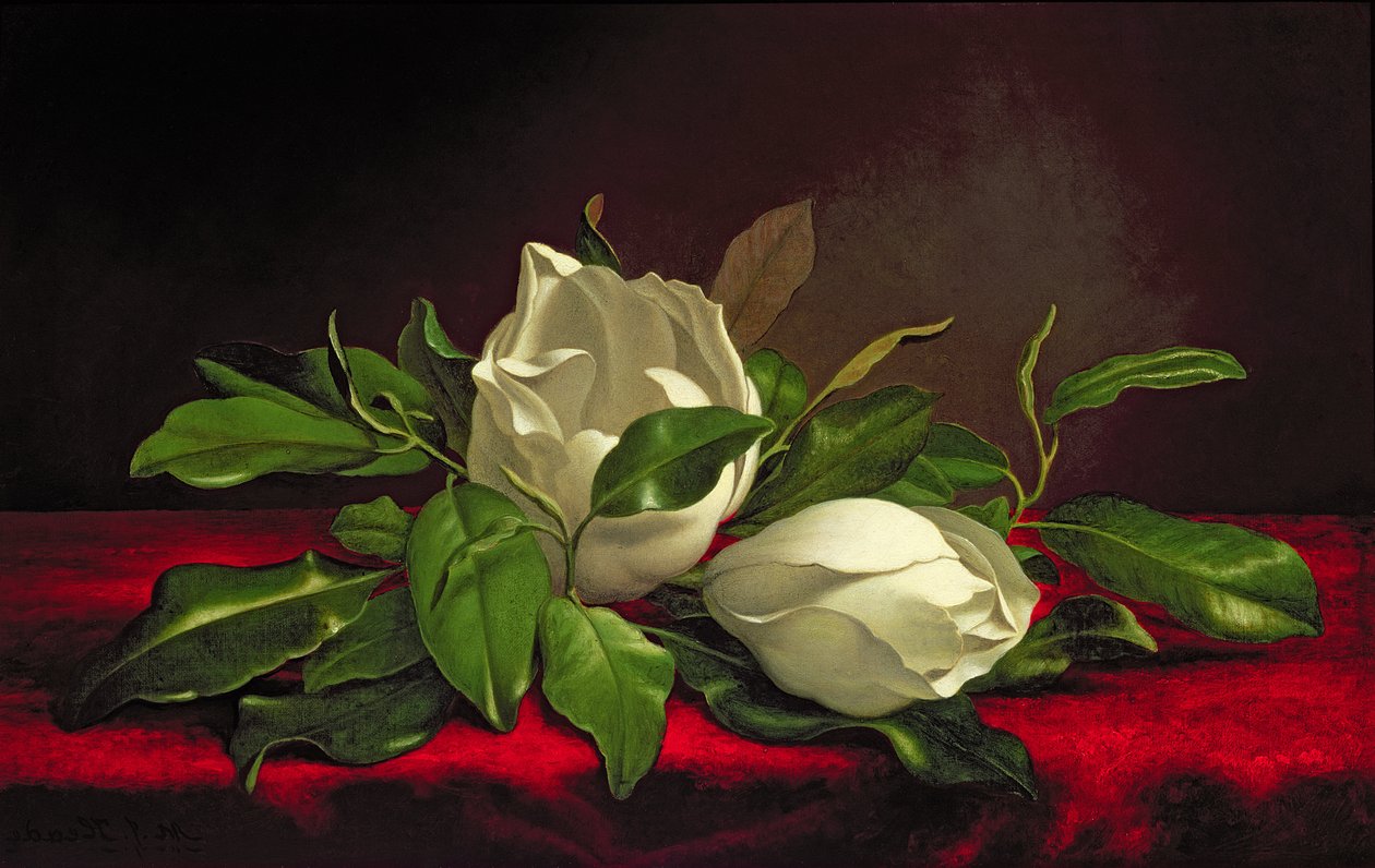 Magnolia autorstwa Martin Johnson Heade