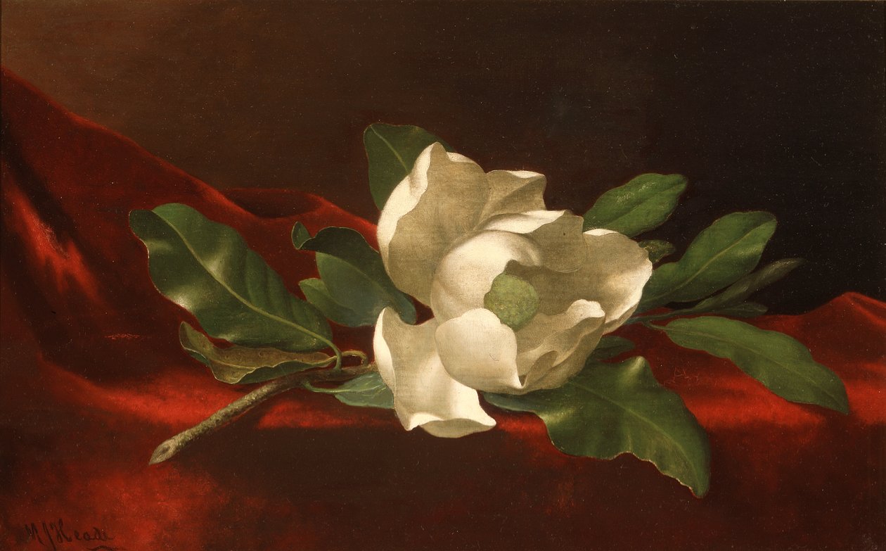 Magnolia, ok. 1885-95 (olej na płótnie) autorstwa Martin Johnson Heade