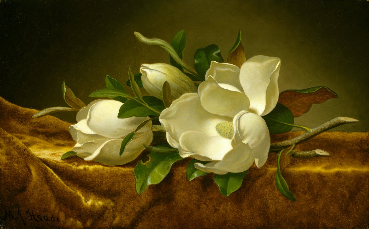 Magnolie na złotym aksamicie, ok. 1888-90 (olej na płótnie) autorstwa Martin Johnson Heade