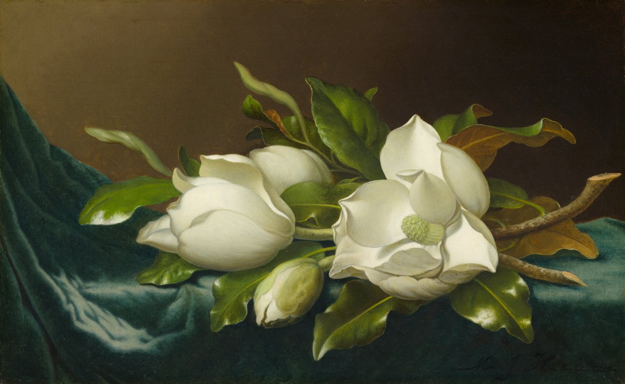 Magnolie na jasnoniebieskim aksamicie, 188595. autorstwa Martin Johnson Heade
