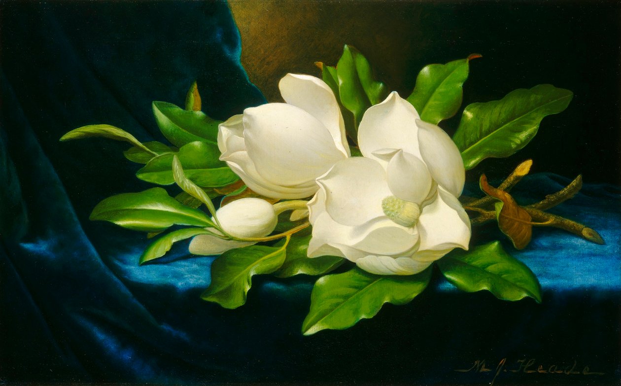 Magnolie na niebieskim aksamitnym materiale autorstwa Martin Johnson Heade