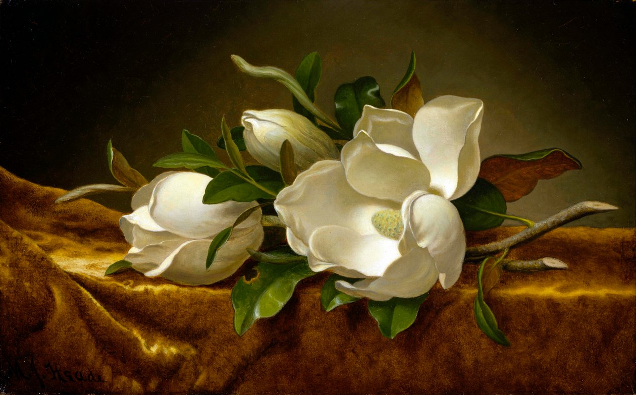 Magnolie na złotym aksamitnym płótnie autorstwa Martin Johnson Heade
