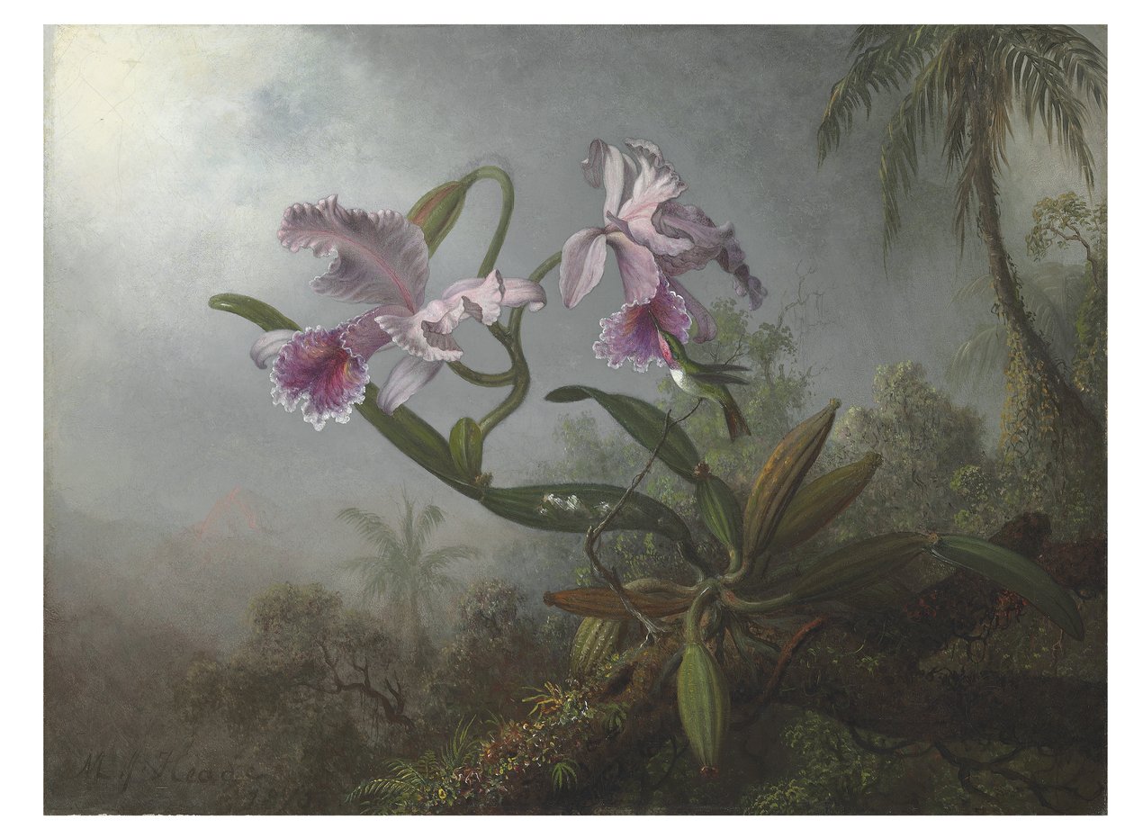 Różowe orchidee i koliber na gałązce, 1875 autorstwa Martin Johnson Heade
