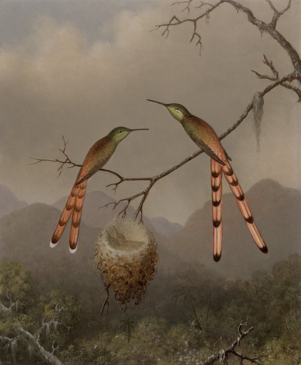 Dwa kolibry z młodymi autorstwa Martin Johnson Heade
