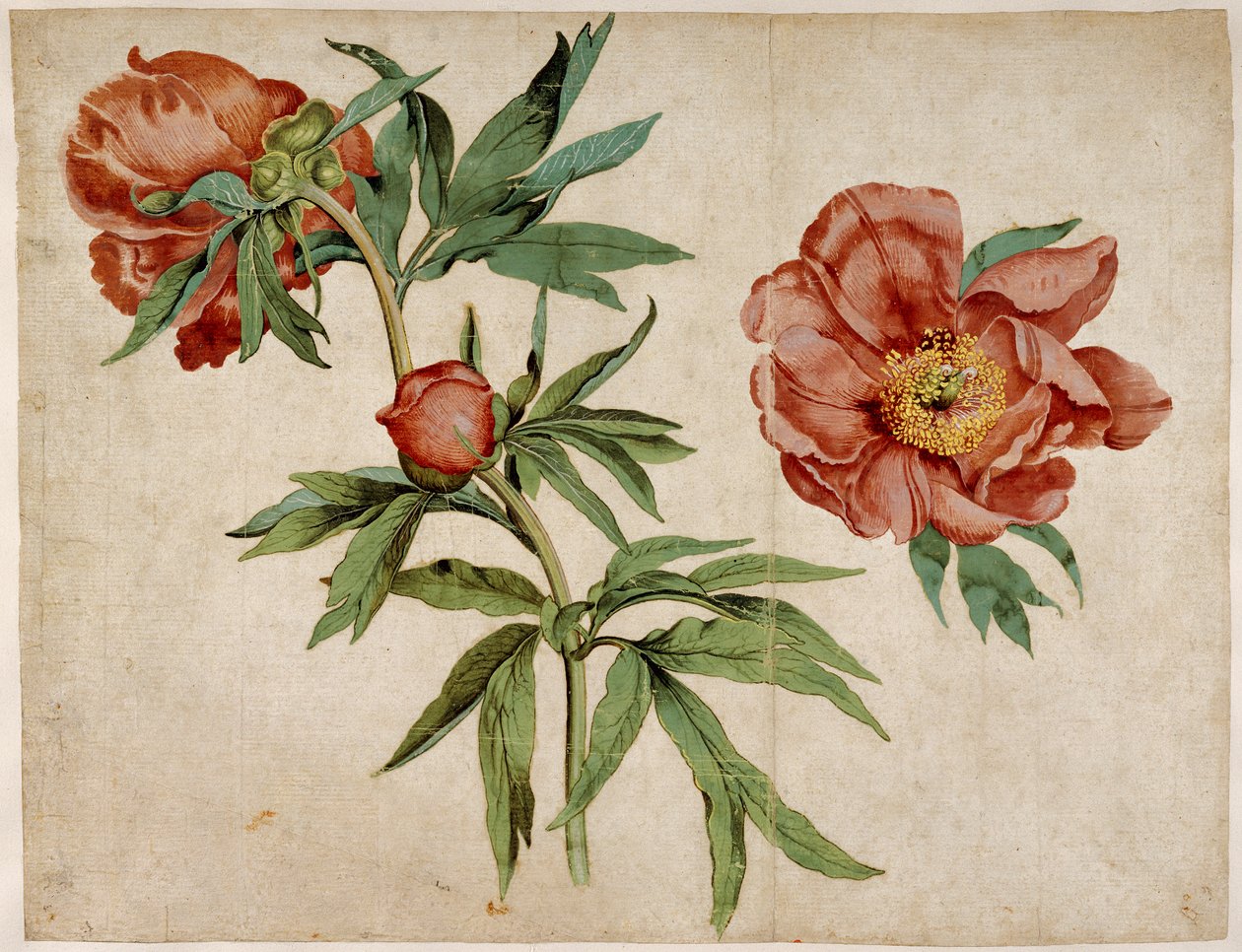Studium piwonii autorstwa Martin Schongauer
