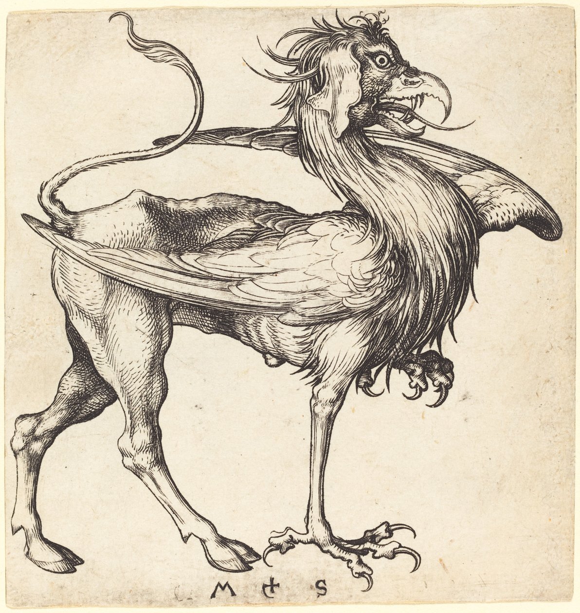 Gryf autorstwa Martin Schongauer