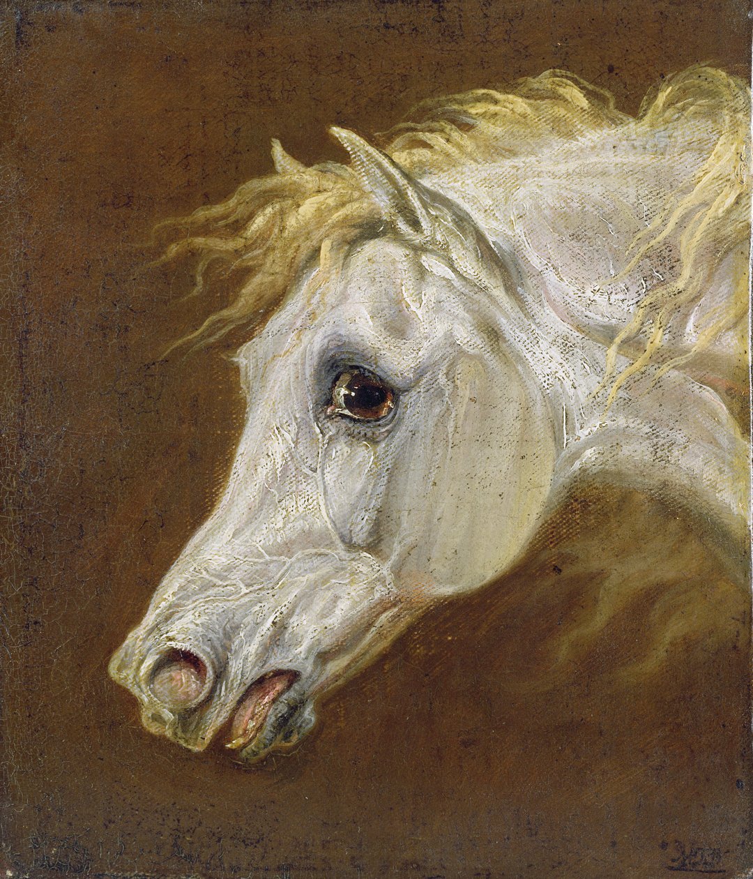 Głowa siwego konia arabskiego (olej na płótnie na płycie) autorstwa Martin Theodore Ward