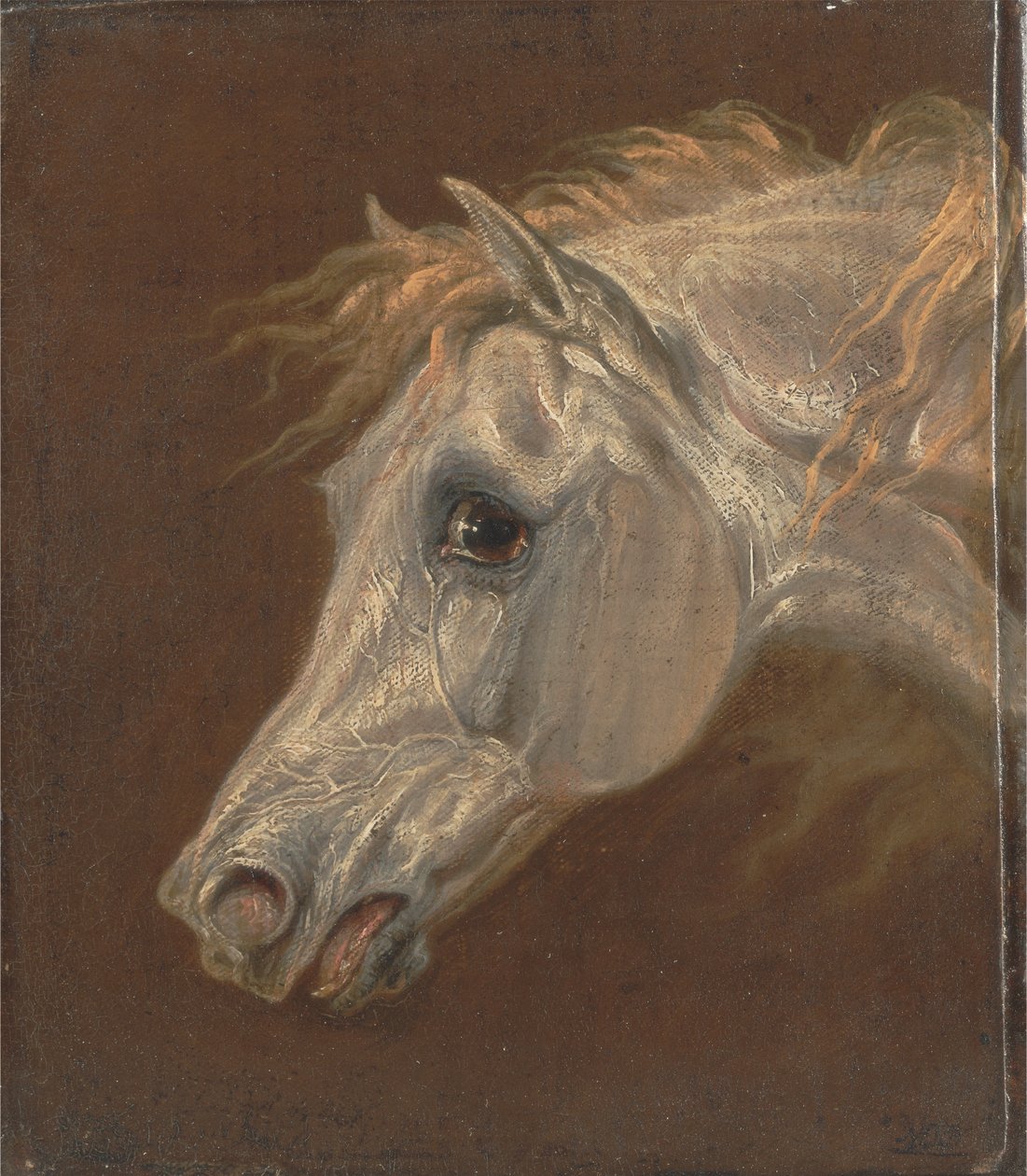 Głowa szarego konia arabskiego autorstwa Martin Theodore Ward
