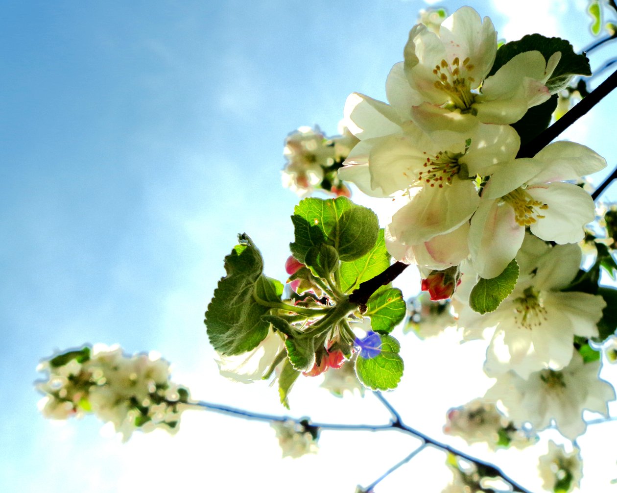 Baumblüten1 autorstwa Martina Konitzky