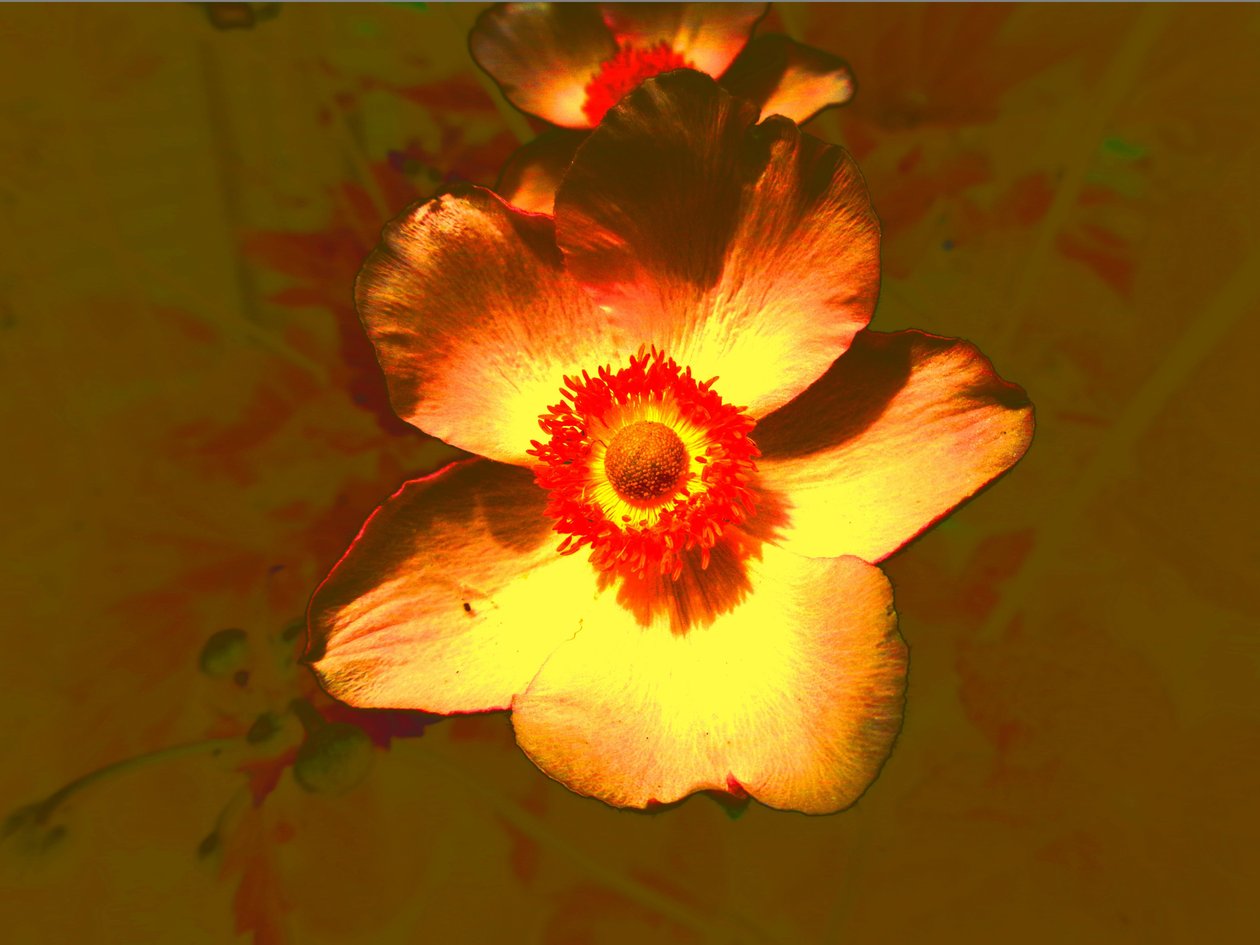Blume autorstwa Martina Konitzky