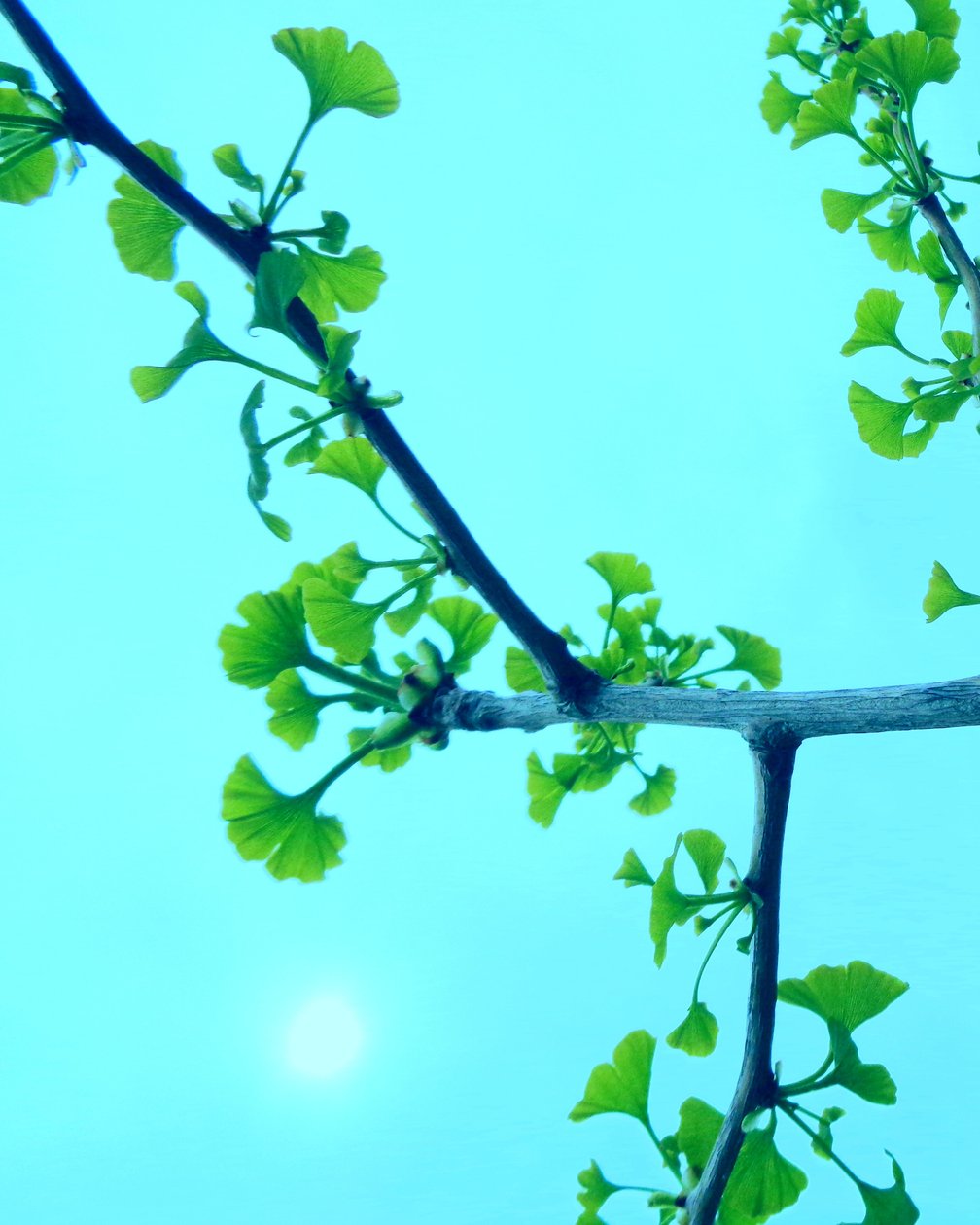Turecki Gingko autorstwa Martina Konitzky