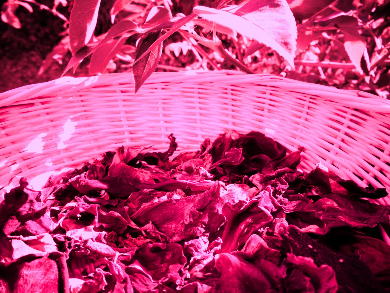 Płatki róż potpourri autorstwa Martina Konitzky