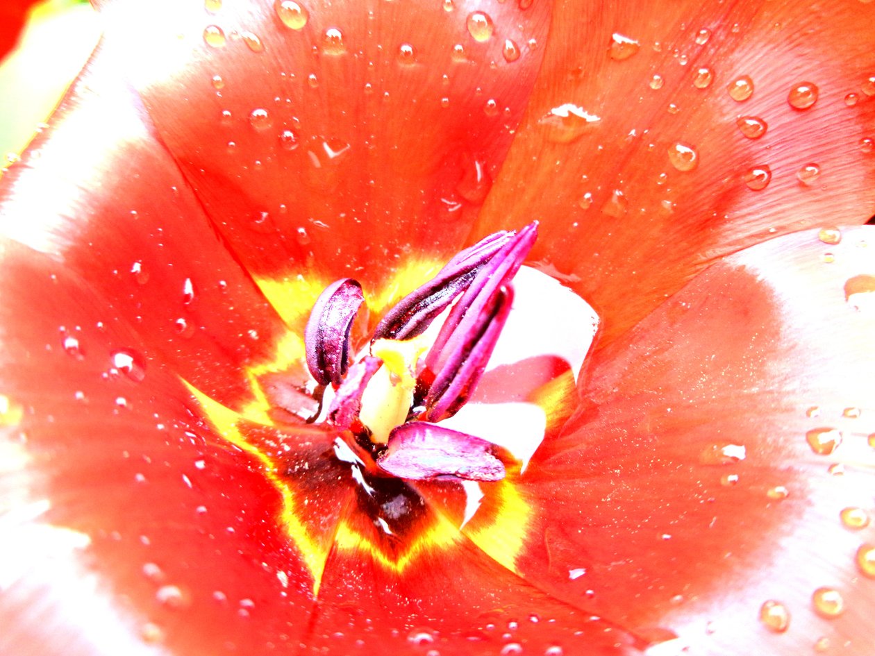 Tulipany autorstwa Martina Konitzky