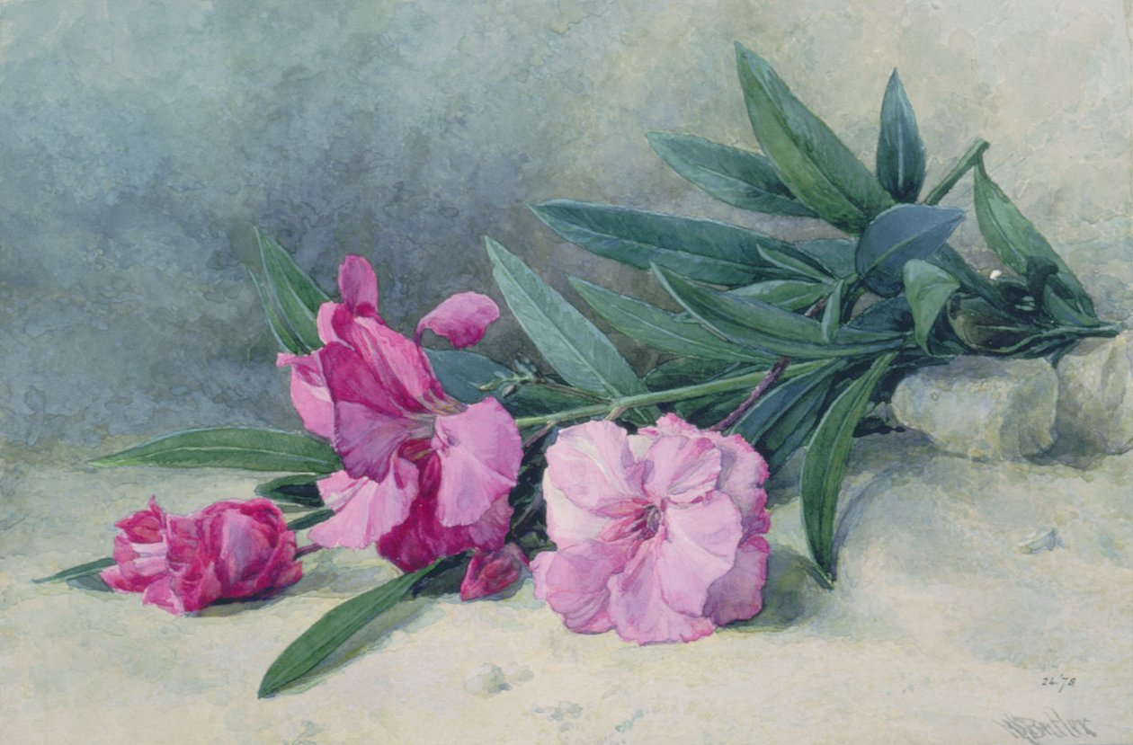 Kwiat Oleandera (akwarela) autorstwa Mary E. Butler