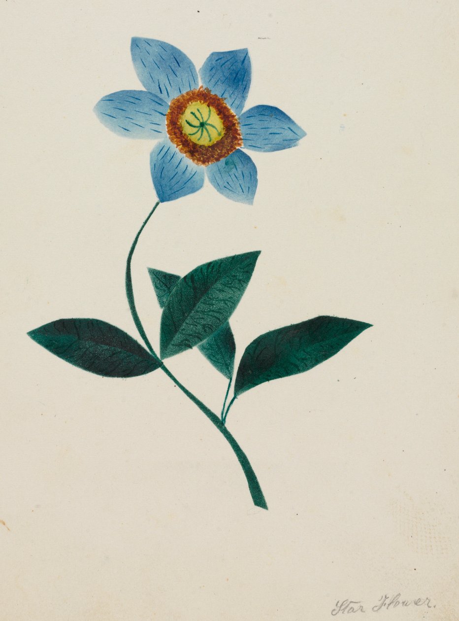 Gwiazda Kwiatu. autorstwa Mary Altha Nims