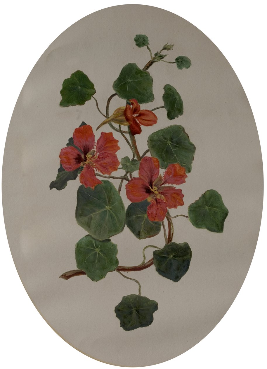 Nasturcje, ok. 1870 (olej na papierze) autorstwa Mary Dakeyne Townroe