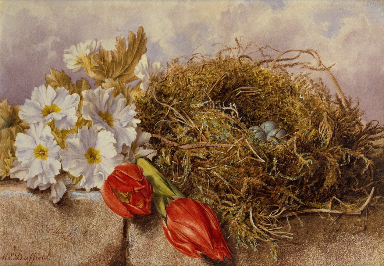 Martwa natura kwitnących tulipanów i ptasie gniazdo na półce (ołówek i akwarela) autorstwa Mary Elizabeth Duffield